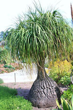 Beaucarnea recurvata rare for sale  Miami