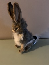Brown jack rabbit for sale  South Amboy