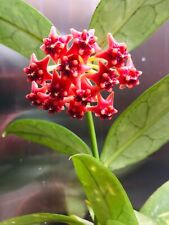 Hoya lobbii pink gebraucht kaufen  Deutschland