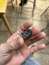 bear tooth for sale  Tallahassee