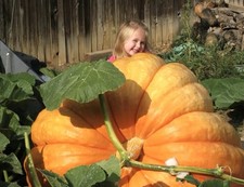 Squash pumpkin giant for sale  CHIGWELL