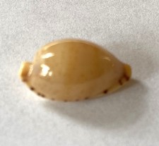Coquillage cyprae martini d'occasion Coquillage cyprae martini d'occasion  Mandelieu-la-Napoule