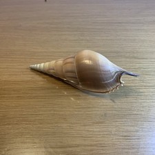 Coquillage collection tibia d'occasion  Donnemarie-Dontilly