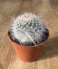 Mammillaria hahniana magnifcus for sale  SHEFFIELD
