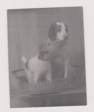 Photo two chiens d'occasion  Expédié en Belgium