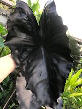 Sale1208 colocasia nero usato  Spedire a Italy