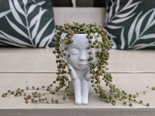 Live string pearls for sale  DAGENHAM