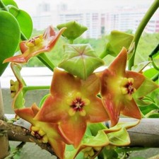 Hoya ariadna ableger gebraucht kaufen  Nürnberg