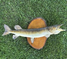 Vintage taxidermy northern for sale  Park Hills