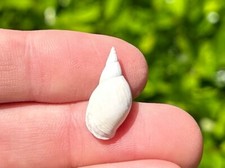 England fossil gastropod for sale  Shipping to United Kingdom
