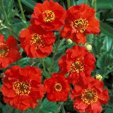 Plug plants geum for sale  BANBRIDGE