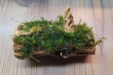 Christmas moss colla for sale  CREDITON