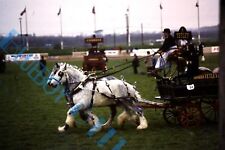 Tetley ales horse for sale  ROSSENDALE