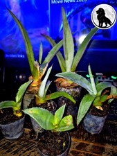 Sacred agave cactus for sale  Deland