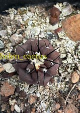 Copiapoa cinerea raro usato  Spedire a Italy