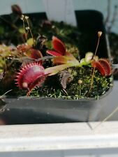 Dionaea wine mouth usato  Roma