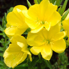 100 yellow evening for sale  WARRINGTON