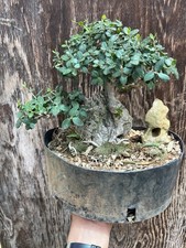 bonsai pino pentaphilla usato bonsai pino pentaphilla usato Mazara del Vallo