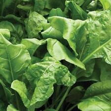 Spinach beet perpetual for sale  UK