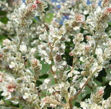 Fallopia baldschuanica russian for sale  ILFORD