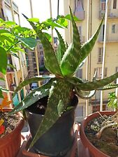 Pianta aloe vaso usato  Torino