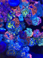 Ultra rock flower for sale  Homestead
