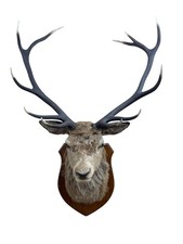 Fantastic scottish red for sale  KNUTSFORD