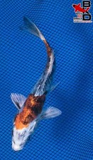 Doitsu yamato nishiki for sale  Claudville