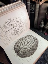 (RESERVED DO NOT BUY) Human Anatomy Vol 3 | ILLUSTRATED BRAIN ANATOMY, usado comprar usado  Enviando para Brazil