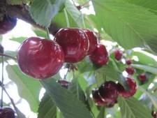 Graines prunus serotina d'occasion  Sabres