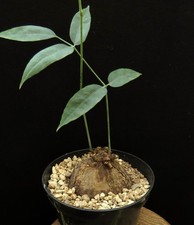Cyphostemma pachypus madagasca for sale  Shipping to United Kingdom