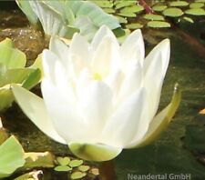 Weiße seerose virginalis gebraucht kaufen  Kaiserslautern