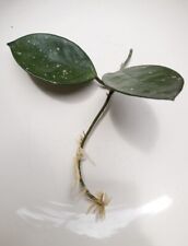 Hoya carnosa hoya for sale  SHEFFIELD