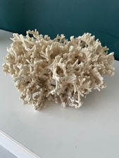 Echte weiße steinkoralle gebraucht kaufen  Bad Soden