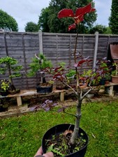 Purple beech bonsai for sale  HATFIELD