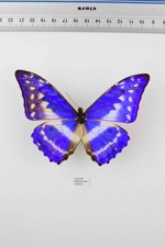 Schmetterling entomologie morp gebraucht kaufen  Stuttgart