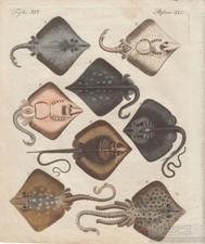 Fische tafel xvi gebraucht kaufen  Leipzig