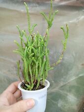 Crassula muscosa contenitore usato  Villaspeciosa