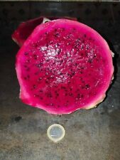 PITAYA hylocereus Fruta GIGANTE record  +1kg - pitahaya -  50 semillas frescas , usado comprar usado  Enviando para Brazil