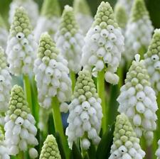 Muscari white pearl for sale  Hayden