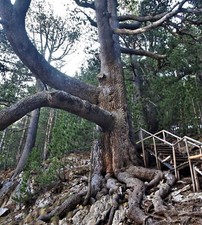 Pinus eroichii pino usato  Napoli