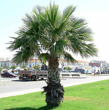 Washingtonia robusta seeds for sale  GODALMING