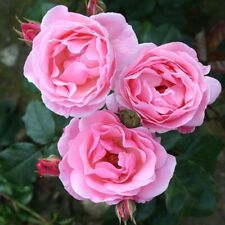 Potted litre floribunda for sale  ALFRETON