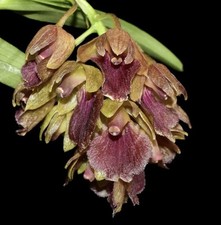 Epidendrum cleistocoleum rare for sale  USA