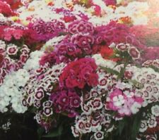 Sweet william plants for sale Sweet william plants for sale  DURHAM