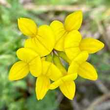 Bird foot trefoil for sale  READING