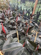 Ficus elastica rubber for sale  Oceanside
