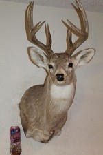 Whitetail deer head for sale  Brandon