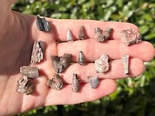 Collection permian reptile for sale  Coppell