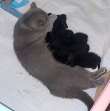 Cuccioli gatto certosino usato  Bologna